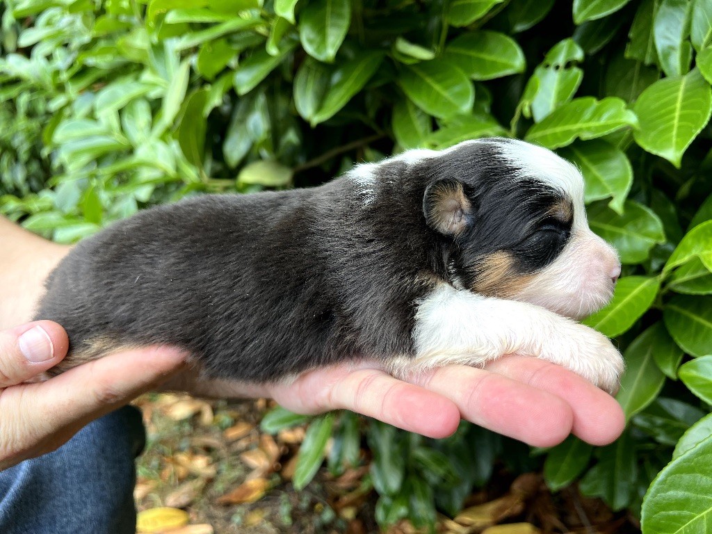de Sam et Merveille - Chiots disponibles - Berger Australien