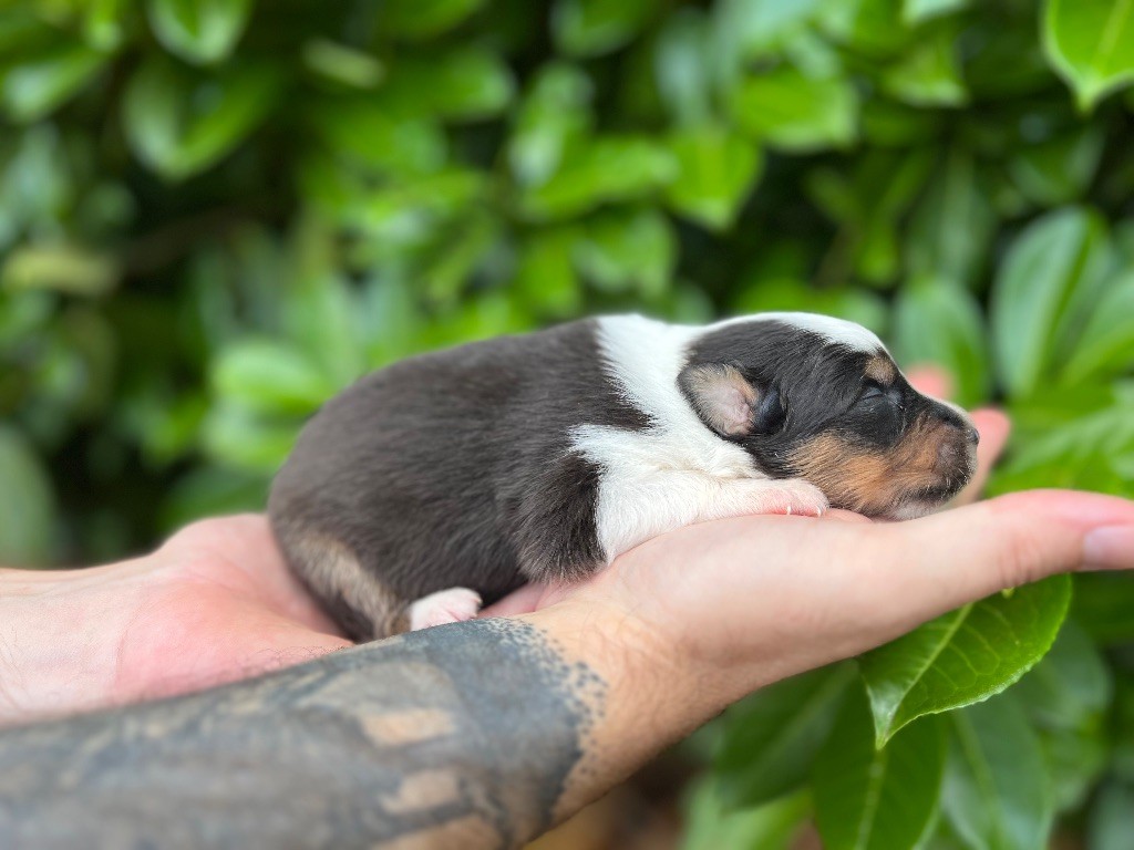 de Sam et Merveille - Chiots disponibles - Berger Australien