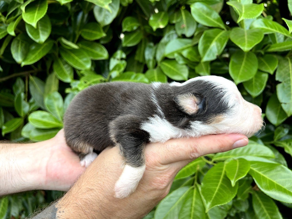 de Sam et Merveille - Chiots disponibles - Berger Australien