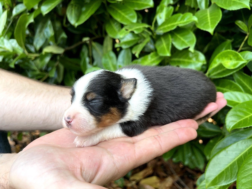 de Sam et Merveille - Chiots disponibles - Berger Australien