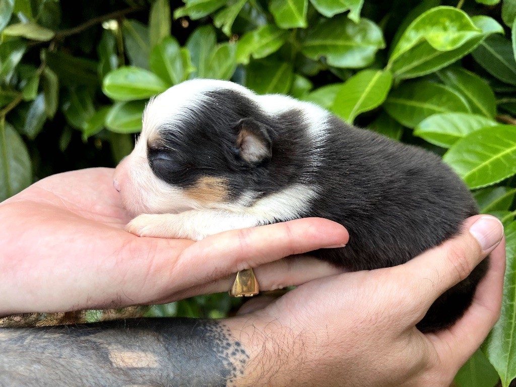 de Sam et Merveille - Chiots disponibles - Berger Australien