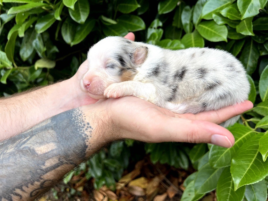 de Sam et Merveille - Chiots disponibles - Berger Australien