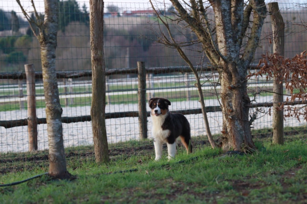 de Sam et Merveille - Chiots disponibles - Berger Australien