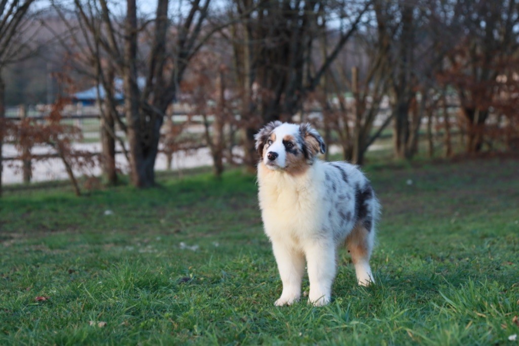 de Sam et Merveille - Chiots disponibles - Berger Australien