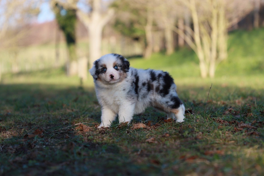 de Sam et Merveille - Chiots disponibles - Berger Américain Miniature 